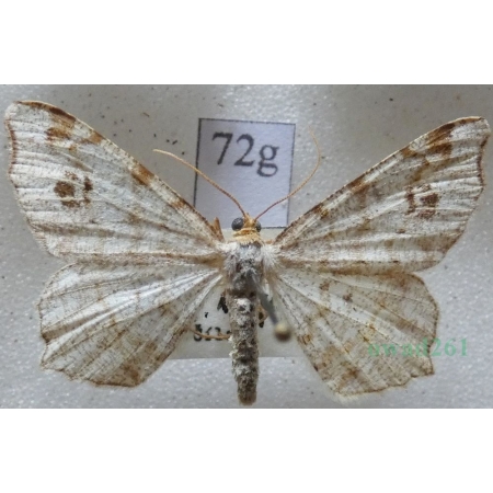 Macaria notata (Linnaeus, 1758) Witalnik dębiak Czech72g